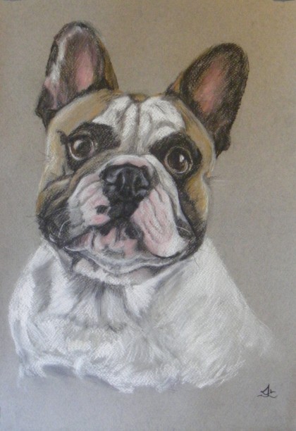 bulldog, pastelpotlood op papier A4