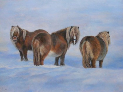 3 shetlanders in de sneeuw, olieverf 60 x 80 cm