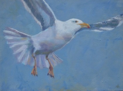 meeuw 2, 30 x 40 cm olieverf