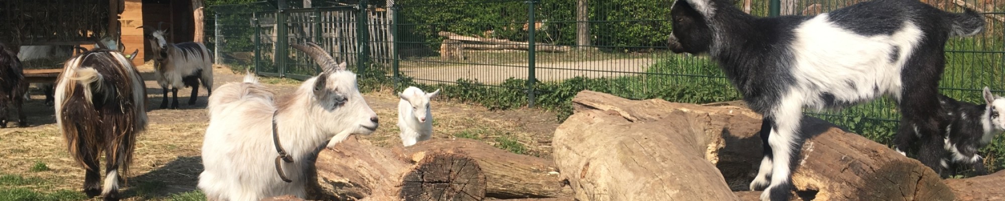 Boerderijdieren