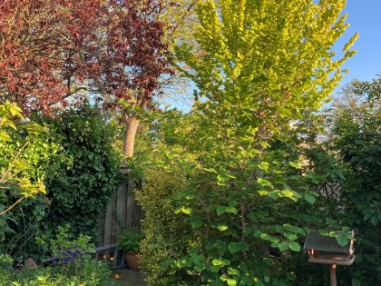 bomen_voor_schaduw_-_tuin_nicole_k_0