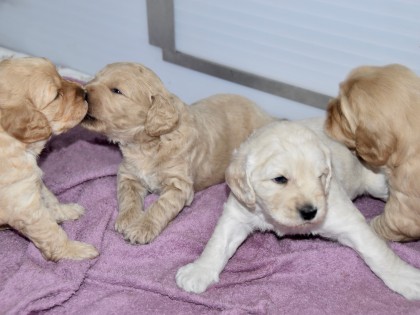 Gooische Pups