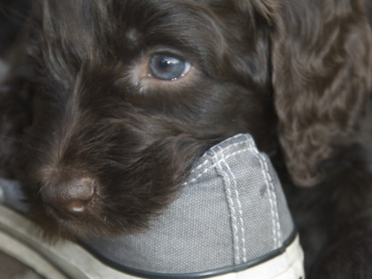 Gooische Pups