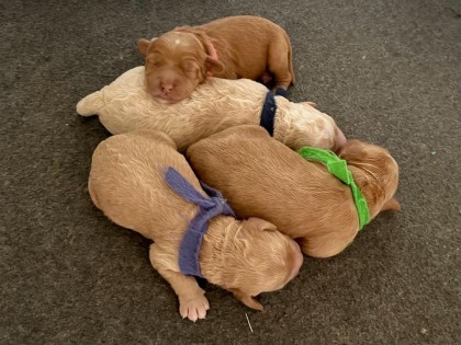 Evi heeft pups