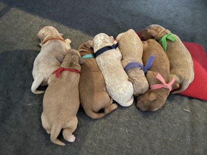 Evi heeft pups