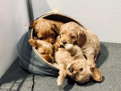 Evi heeft pups