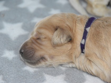 Bella had pups