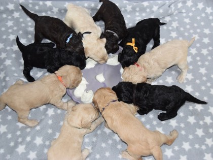 Bella had pups