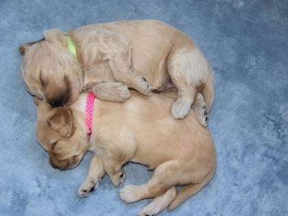 Doris had pups!