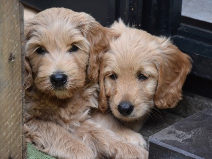 Doris had pups!