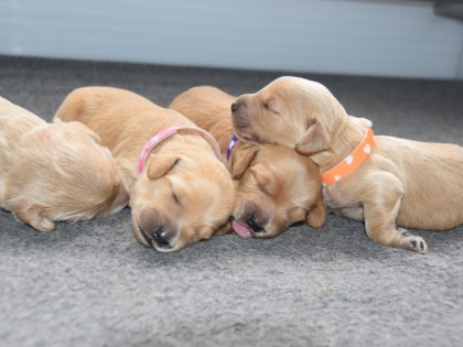 Doris had pups!