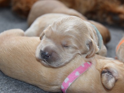 Doris had pups!