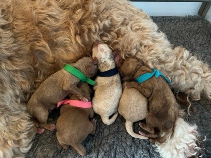 Evi heeft pups