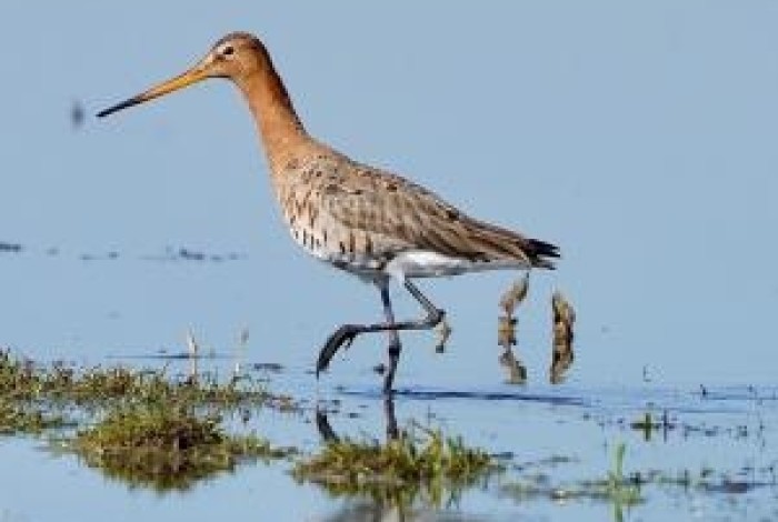 Grutto