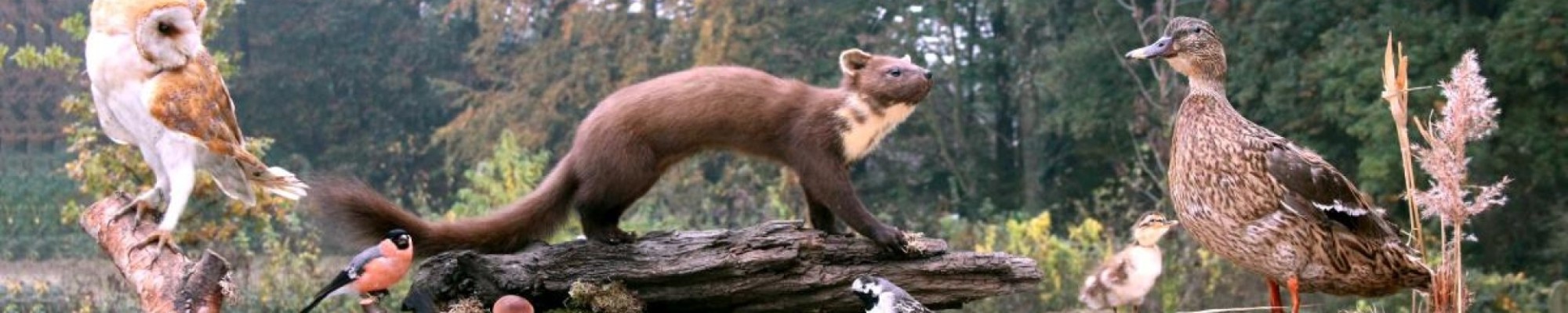 Diverse opgezette dieren op een rij.