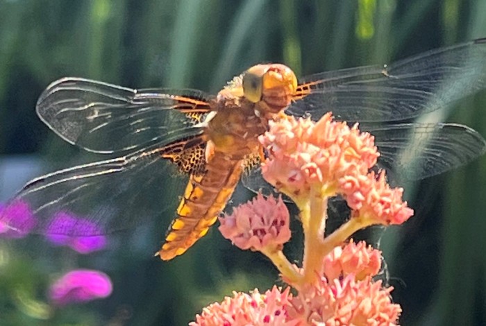 libelle op een bloem