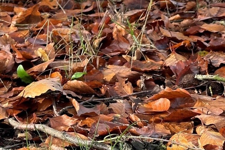 beukenbladeren in de herfst
