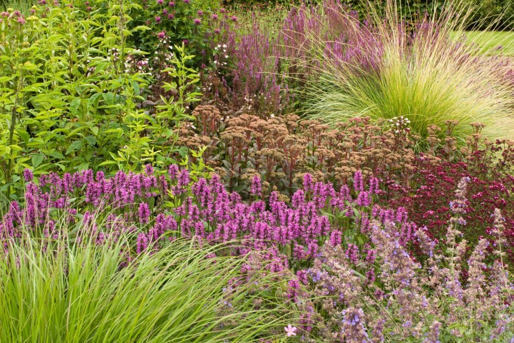 Een border met bloeiende vaste planten en grassen in paarse en roze kleuren.