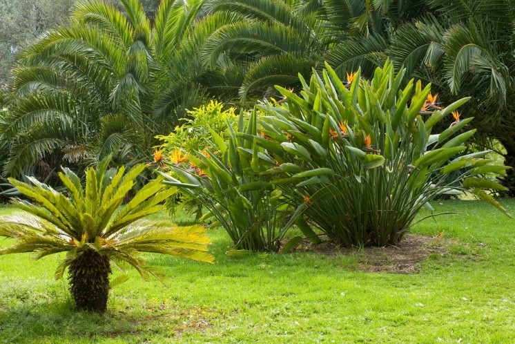 Een deel van een tuin met exotische planten.
