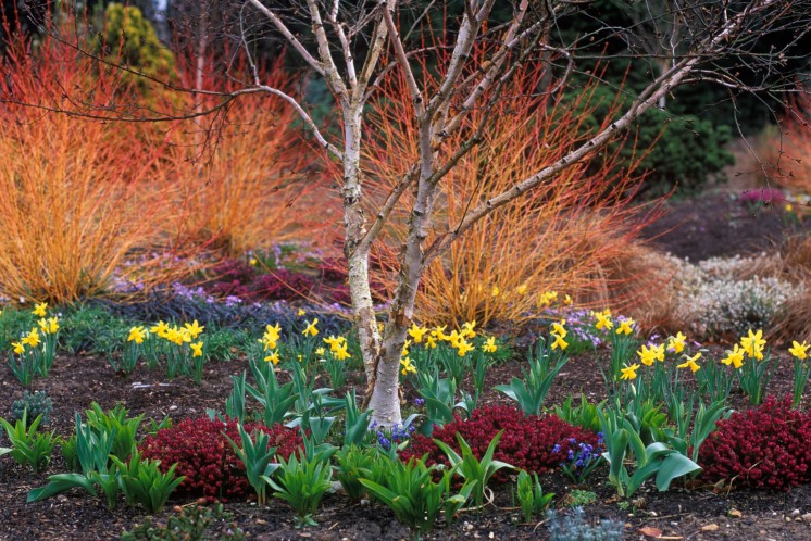 Berkenboom in de vroege lente omringd door narcissen en bodemdekkers.