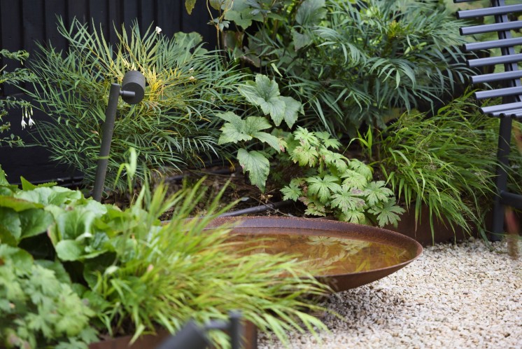 Een border met verschillende groene planten en een schaal met water.
