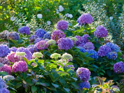 herbloeiende hortensia