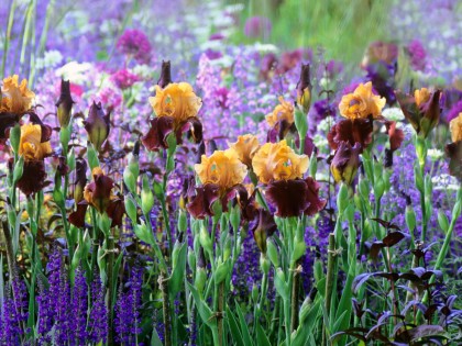 prachtige irissen in de borders