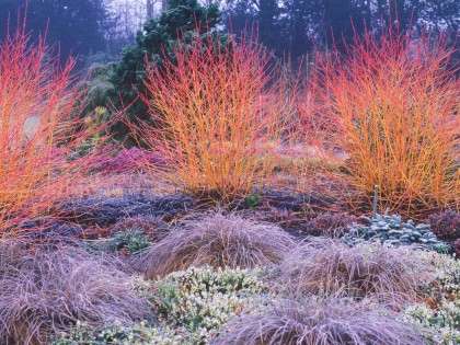 rood-oranje takken van kornoelje vullen de tuin met kleur in de winter