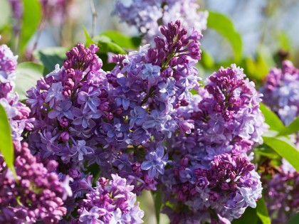 sering vult de tuin met uitbundige bloei en geur in de late lente