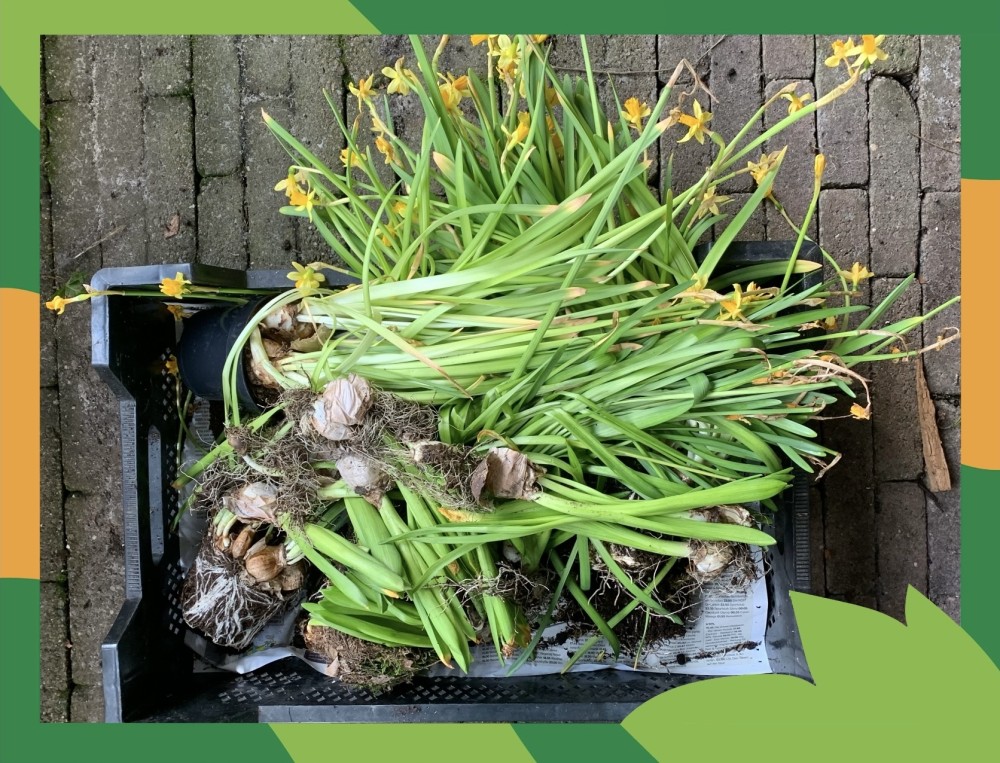 uitgebloeide voorjaarsbollen kun je prima herplanten in je tuin