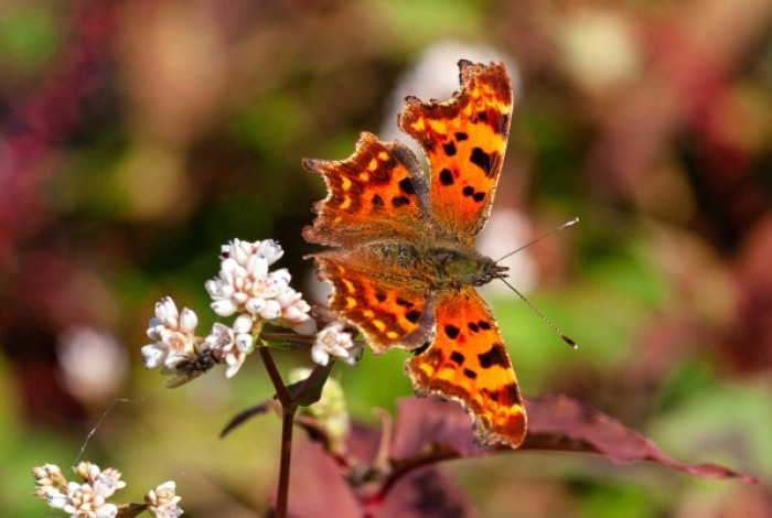 vlinder op bloem