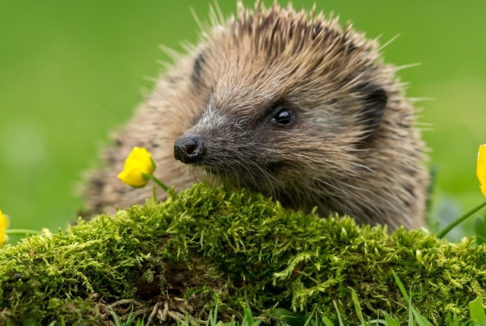 Close-up van een egel.