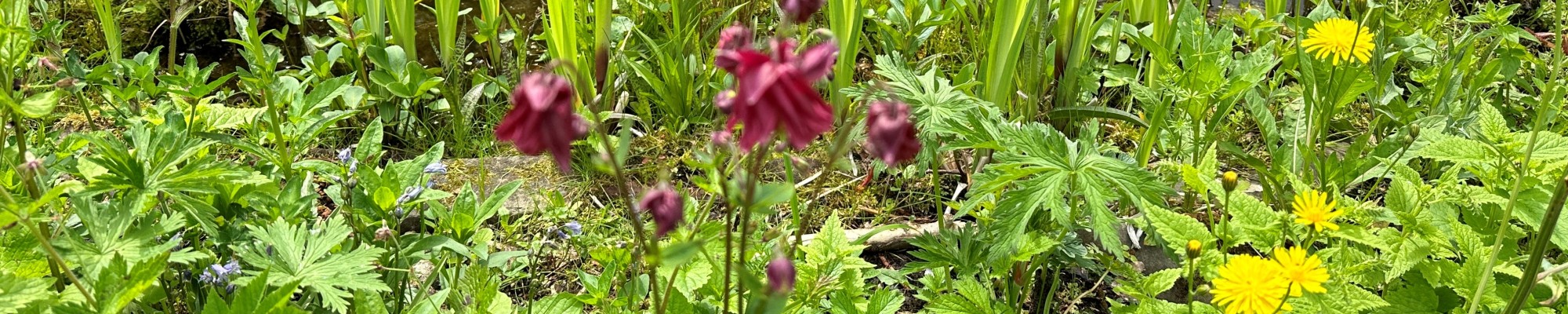 Close-up van diverse groene planten en bloemen.