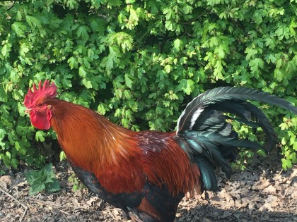 Een haan op de boerderij.