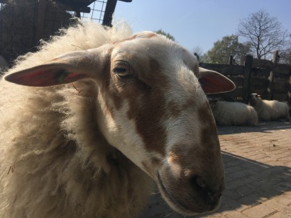 Een schaap op de boerderij.
