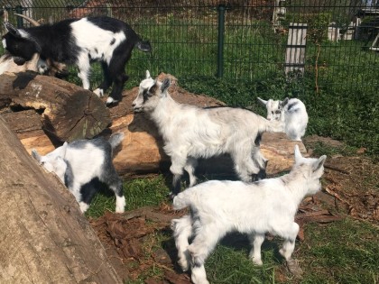 Geiten op de boerderij.