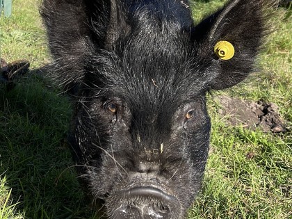 Varken op de boerderij.