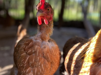 Kippen op de boerderij.