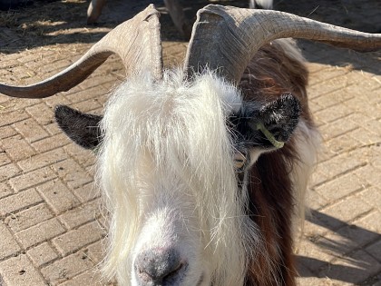 Een ram op de boerderij.