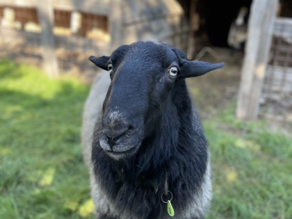 Een schaap op de boerderij.