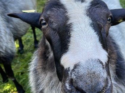 Schapen op de boerderij.