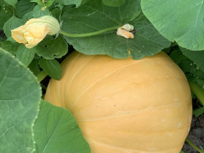 Pompoen van Akker boerderij op Landgoed Schothorst.