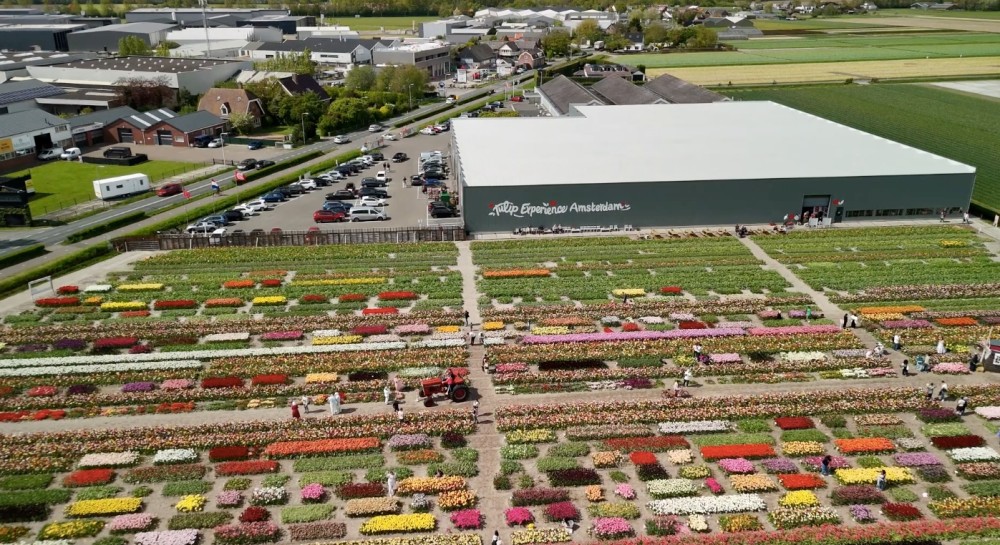 Dagtocht: Tulip Experience Amsterdam