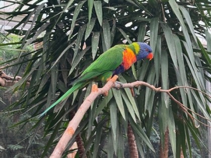 Luttelgeest dieren