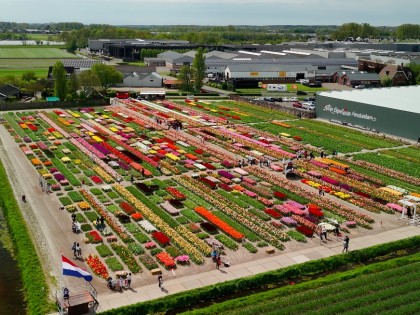 Tulpen | bloemen Dagtocht