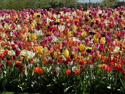 tulpen plukken