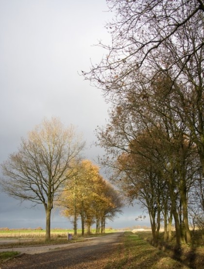 Licht B-bomen-op-pad