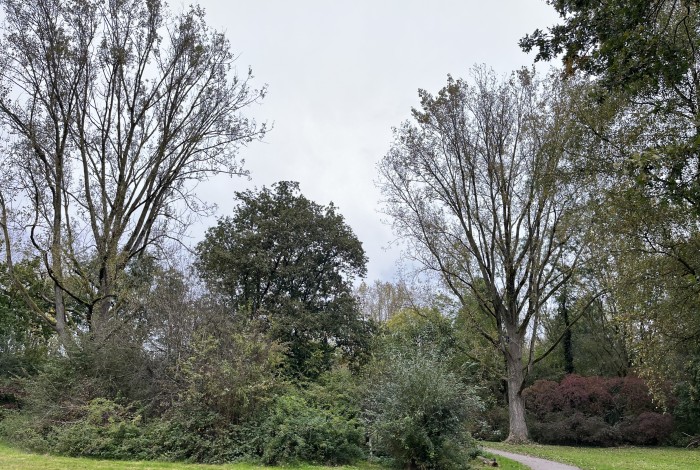 Natuurexcursie: Bomen herkennen in de winter
