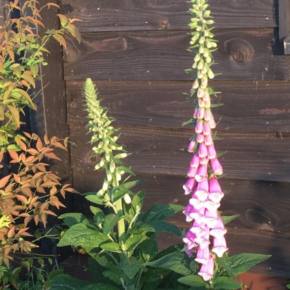 vingerhoedskruid zwarte gevel