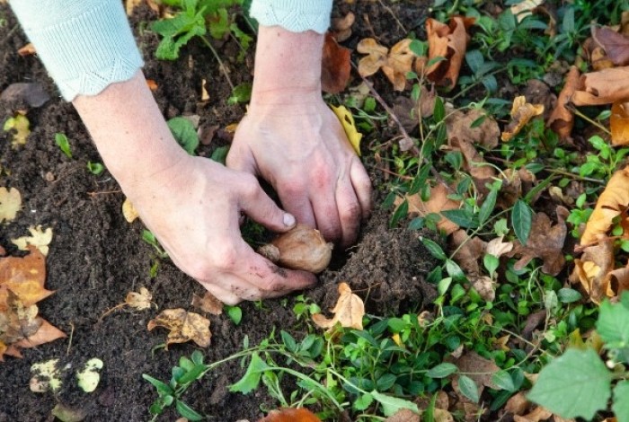 bloembollen planten
